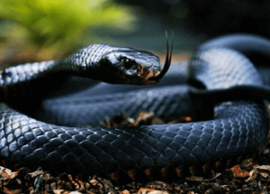 Mơ thấy rắn đen đánh con gì? – Giải mã giấc mơ