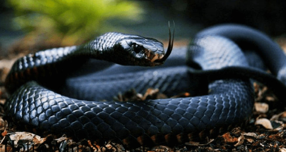 Mơ thấy rắn đen đánh con gì? – Giải mã giấc mơ
